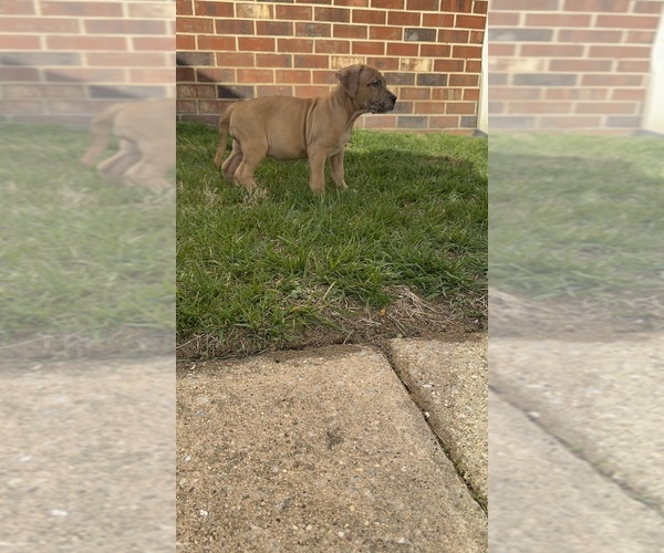 Medium Photo #3  Breeder Profile in BALTIMORE, MD, USA
