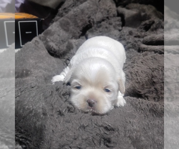 Medium Photo #2  Breeder Profile in STOCKTON, CA, USA
