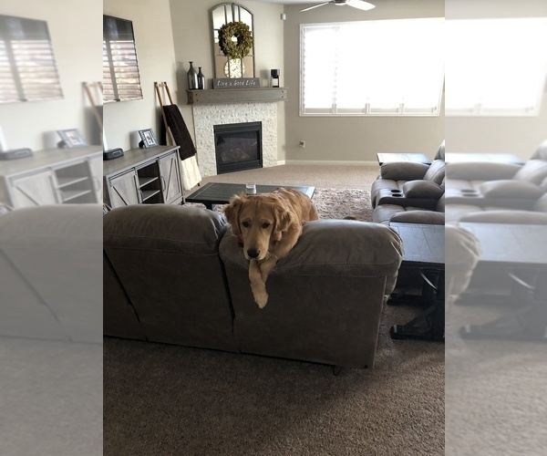 Medium Photo #32  Breeder Profile in BLUE SPRINGS, MO, USA