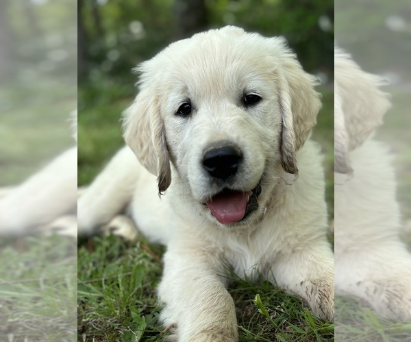 Medium Photo #3  Breeder Profile in WHITE HOUSE, TN, USA