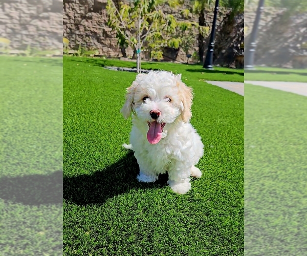 Medium Photo #1  Breeder Profile in CHULA VISTA, CA, USA