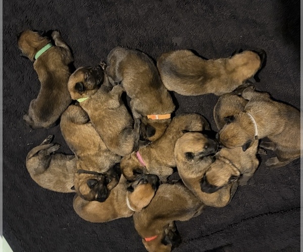 Medium Photo #1  Breeder Profile in PLANT CITY, FL, USA