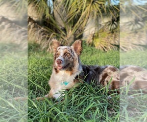 Australian Retriever Dog Breeder near EUSTIS, FL, USA