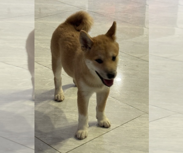 Medium Photo #9  Breeder Profile in MIAMI, FL, USA