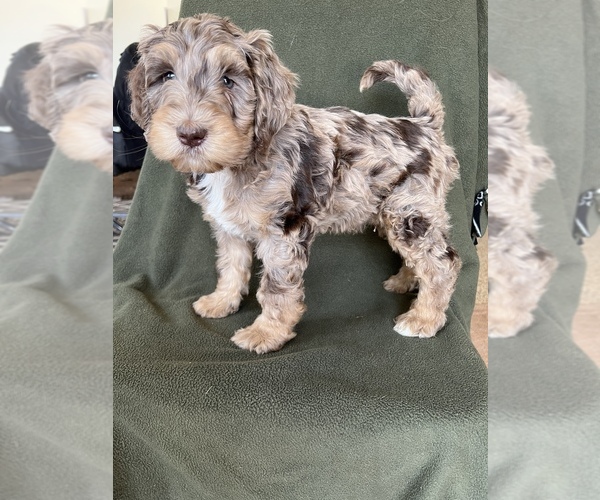 Medium Photo #1  Breeder Profile in FREDERICK, MD, USA
