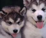 Small breeder photo
