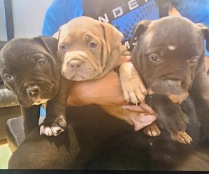 American Bully Dog Breeder near QUARTZ HILL, CA, USA