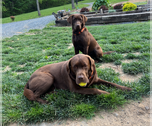 Medium Photo #1  Breeder Profile in MAURERTOWN, VA, USA