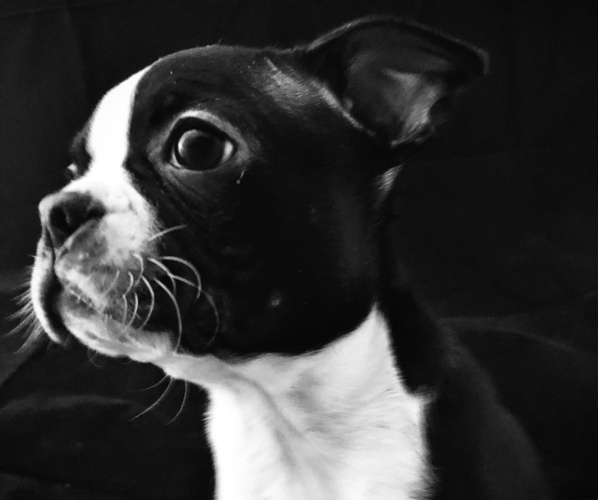 Medium Photo #1  Breeder Profile in LOCKHART, TX, USA