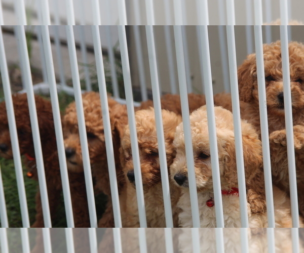 Medium Photo #1  Breeder Profile in HILLSBORO, WI, USA