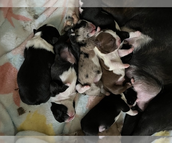Medium Photo #1  Breeder Profile in CORTEZ, CO, USA