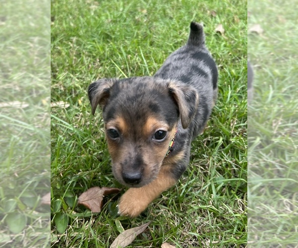 Medium Photo #11  Breeder Profile in NORTH PORT, FL, USA