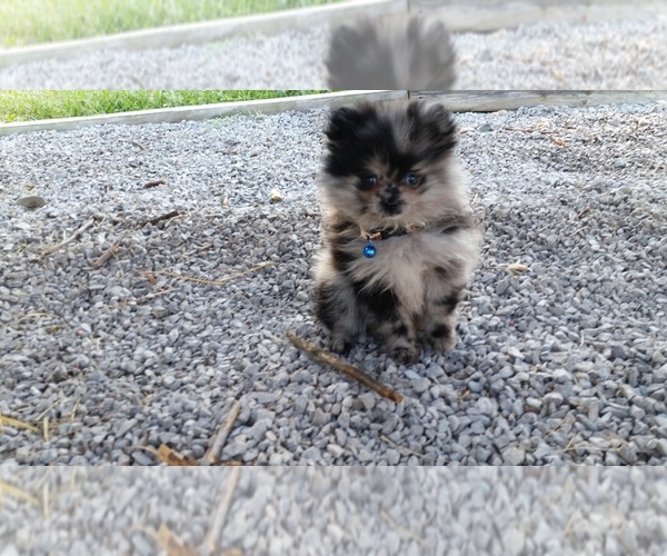 Medium Photo #1  Breeder Profile in BETHEL, OH, USA