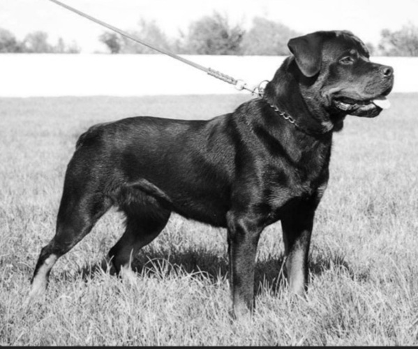 Medium Photo #1  Breeder Profile in ORWELL, OH, USA