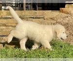 Small #2 Breeder Profile image