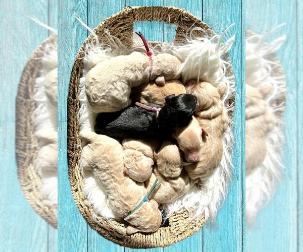 Medium Photo #5  Breeder Profile in HAMPSTEAD, NC, USA