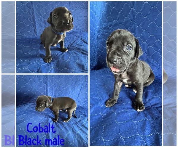 Medium Photo #6  Breeder Profile in BROOKFIELD, MA, USA