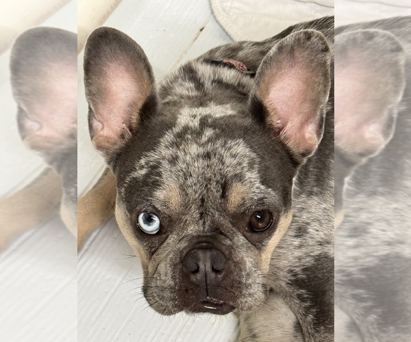 Medium Photo #9  Breeder Profile in LAKE WALES, FL, USA