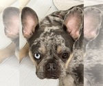 Small #8 Breeder Profile image