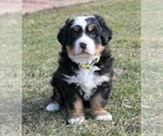 Small breeder photo