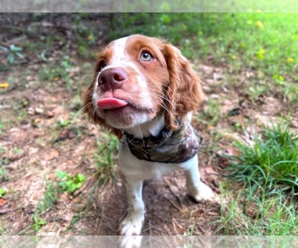 Medium Photo #119  Breeder Profile in HORTENSE, GA, USA