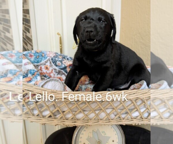 Medium Photo #4  Breeder Profile in SEDRO WOOLLEY, WA, USA
