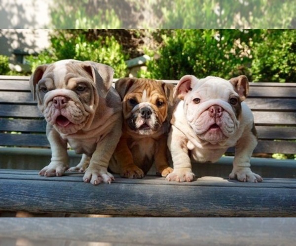 Medium Photo #1  Breeder Profile in PALO ALTO, CA, USA