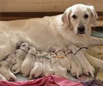 Small #6 Breeder Profile image