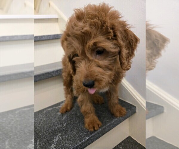 Medium Photo #14  Breeder Profile in GRAND RAPIDS, MI, USA