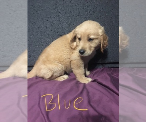 golden retriever breeders in arkansas golden retriever breeder in benton arkansas usa golden retriever breeders in arkansas golden retriever breeder in benton arkansas usa