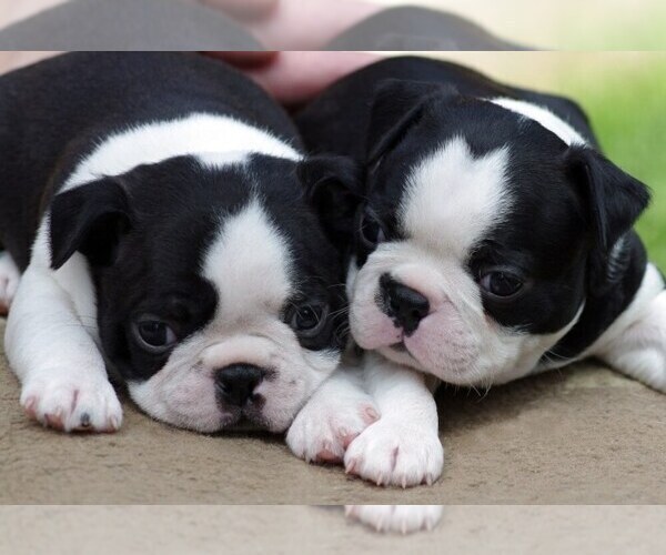 Medium Photo #1  Breeder Profile in BUCHANAN, GA, USA