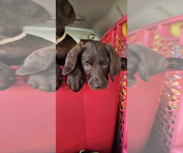 Medium Photo #23  Breeder Profile in SAN ANTONIO, TX, USA