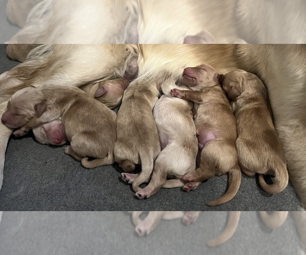 Medium Photo #12  Breeder Profile in SWEETWATER, TN, USA