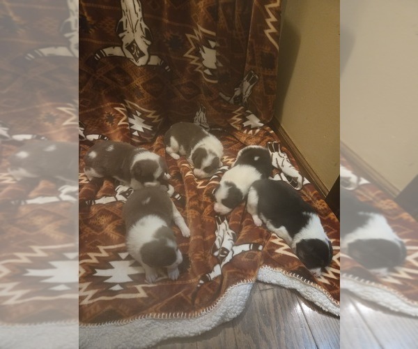 Medium Photo #4  Breeder Profile in LEBANON, MO, USA