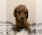 Small #7 Breeder Profile image