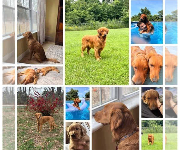 Medium Photo #1  Breeder Profile in ROLLA, MO, USA