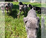Small Photo #17  Breeder Profile in WALNUT GROVE, MO, USA