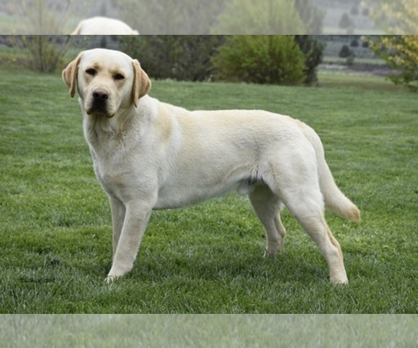 Medium Photo #1  Breeder Profile in ALTURAS, CA, USA