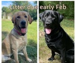 Small breeder photo