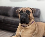 Small breeder photo