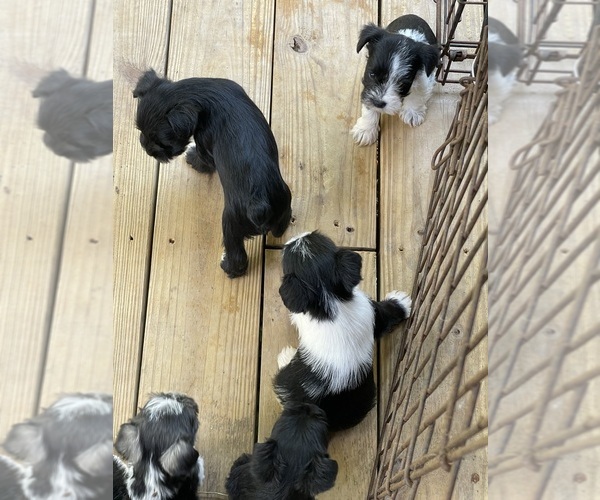 Medium Photo #5  Breeder Profile in WESTMINSTER, SC, USA