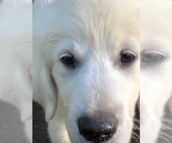 Medium Photo #2  Breeder Profile in LAKE GEORGE, NY, USA
