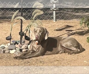 Weimaraner Dog Breeder near APPLE VALLEY, CA, USA