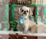 Small breeder photo