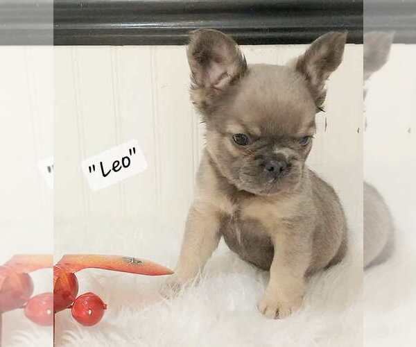 Medium Photo #25  Breeder Profile in COLONIAL BCH, VA, USA