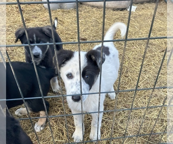Medium Photo #7  Breeder Profile in DEXTER, NY, USA