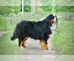Small Photo #7  Breeder Profile in SAINT MARIES, ID, USA