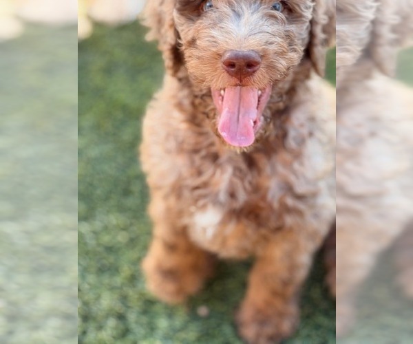 Medium Photo #12  Breeder Profile in APACHE JUNCTION, AZ, USA