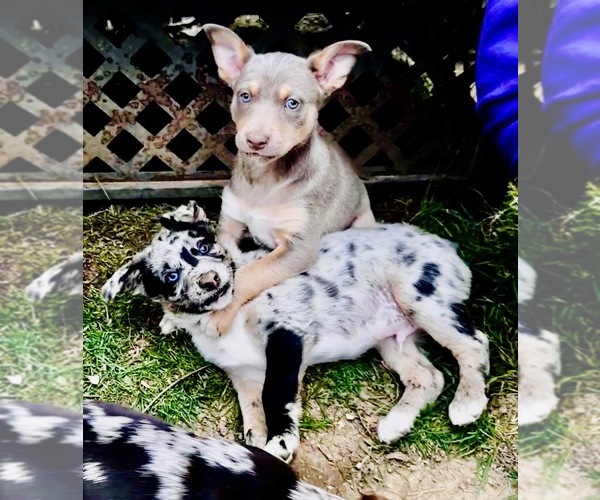 Medium Photo #69  Breeder Profile in CAMAS, WA, USA