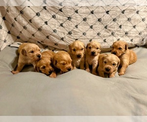 Golden Retriever Dog Breeder near PAYSON, IL, USA